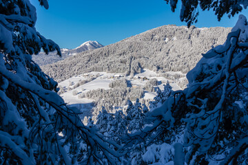 Panoramic view of mountain summit Osternig in Julian Alps seen from Kobesnock near Bad Bleiberg, Carinthia, Austria, Europe. Heavy snow covered hanging fir tree in winter wonderland in foreground
