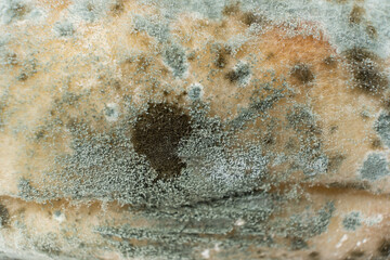 Mold on bread, macro, top view. The danger of mold, stale products.