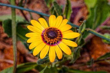 Lovely yellow and red daisy wildflower in spring