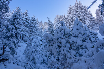 Scenic view of snow covered frozen fir tree forest in winter wonderland after heavy snowfall in Bad Bleiberg, Carinthia, Austria, Europe. Hanging pine tree branches creating magical atmosphere