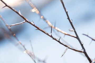Winter season in the field. Close up details of field grass in the winter.A branch of reeds covered with ice