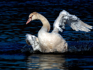 Young swan enjoys bathing