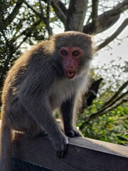 Formosan Rock Macaques on the Chai Mountain (柴山)