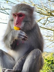 Formosan Rock Macaques on the Chai Mountain (柴山) #16