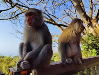 Formosan Rock Macaques on the Chai Mountain (柴山) #17