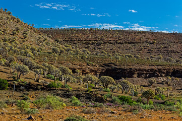 Kokerboom forest in Gannabos Protected Area