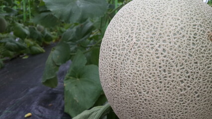 Melons from the garden grown in organic gardens.