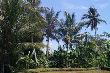 Fototapeta na wymiar view of coconut trees and sky during the day