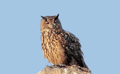 un grand duc