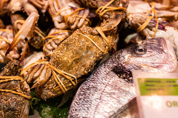 Raw blue crab and sea bream at the Boqueria market in Barcelona (Spain), selective approach to crab.