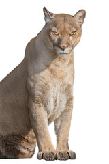 puma portrait isolated on white background