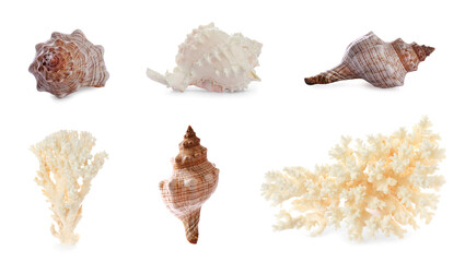 Obraz premium Set of different exotic sea shells and dry corals on white background