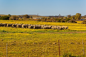 Orange white and yellow spring wildflowers