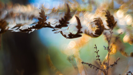 Macro de feuilles de fougère flétries, photographiées à pleine ouverture, créant ainsi un...