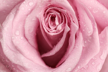 Fototapeta na wymiar Erotic metaphor. Rose bud with petals and water drops resembling vulva. Beautiful flower as background, closeup