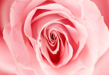 Fototapeta na wymiar Erotic metaphor. Rose bud with petals resembling vulva. Beautiful flower as background, closeup