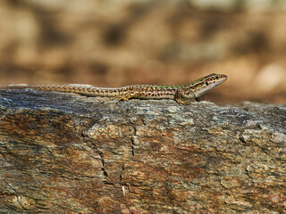 small green lizard crawling on the floor