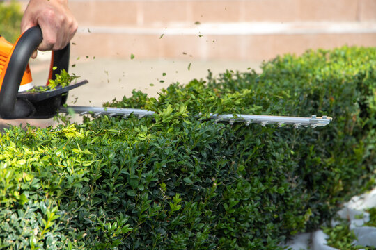 
A worker cuts boxwood with chainsaws