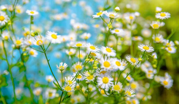 White small daisies blooming on grass background © licvin