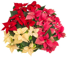 PNG poinsettia flowers. Christmas floral decoration isolated