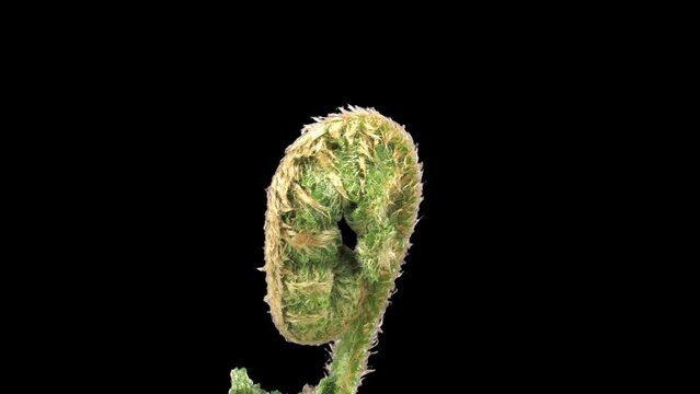 Time lapse of fern plant unrolling new fronds with ALPHA transparency channel isolated on black background
