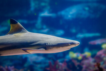close up of a blacktip reef shark. Carcharhinus melanopterus - obrazy, fototapety, plakaty