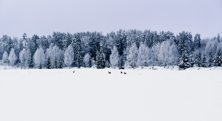 winter landscape view of field and snowy forest with deer in the field