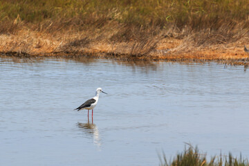 The pied avocet.African-Eurasian Migratory Waterbirds. Walvis Bay. Swakopmund, Namibia.