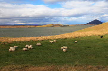 Fototapeta premium Skutustadagigar pseudo craters near Myvatn lake, Iceland