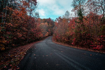 road in the autumn