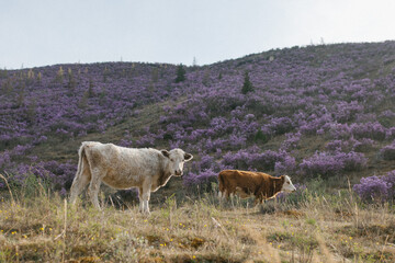 cows in the field
