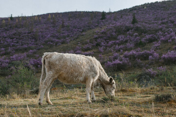 Fototapeta premium cow in the field