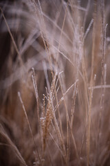 Fototapeta premium Winter Time