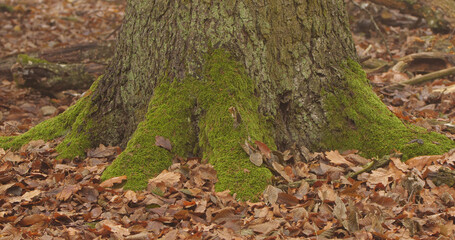 Autumn October in the wild forest