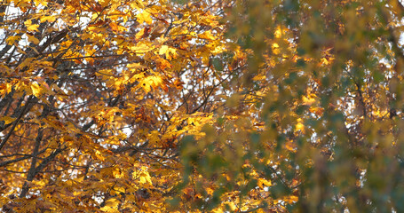 Autumn October in the wild forest