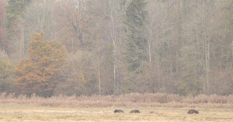 Herd of European bison (Bison bonasus) in the morning field with fog