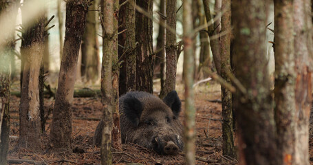 Portrait of wild boar (sun scrofa) in natural habitats