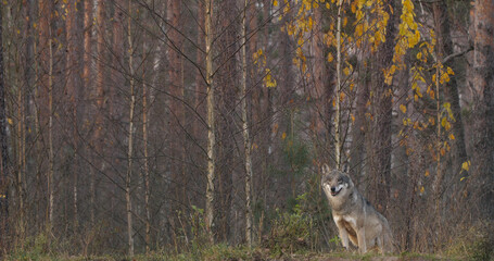 Wolves in the wood with autumn background