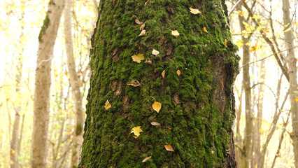 Obraz premium Autumn October in the wild forest