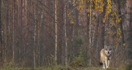 Wolves in the wood with autumn background