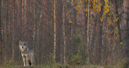 Wolves in the wood with autumn background