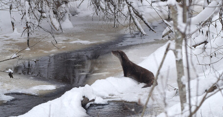 Eurasian otter (Lutra lutra), also known as the European otter, Eurasian river otter playing near pond in winter time