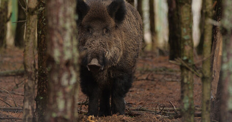 Portrait of wild boar (sun scrofa) in natural habitats