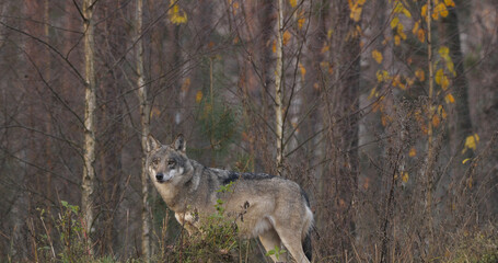 Wolf in the wood at the autumn background