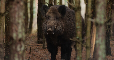 Portrait of wild boar (sun scrofa) in natural habitats