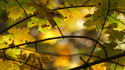 Autumn October in the wild forest
