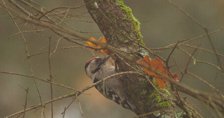 Lesser spotted woodpecker (Dryobates minor) on the branch of tree in the autumn