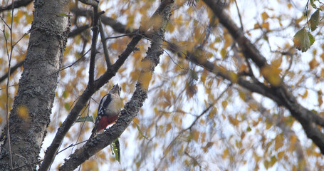 Great spotted woodpecker (Dendrocopos major) sitting on the tree in autumn