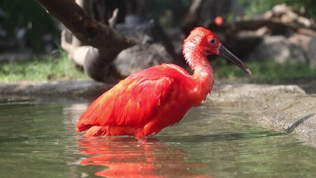 The scarlet ibis (Eudocimus ruber) in water, slow motion