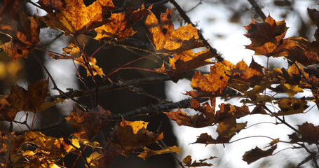 Autumn October in the wild forest